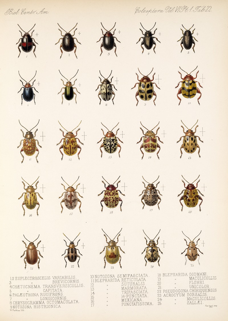 Frederick DuCane Godman - Insecta Coleoptera Pl 254
