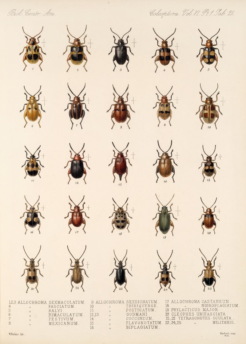 Frederick DuCane Godman - Insecta Coleoptera Pl 257