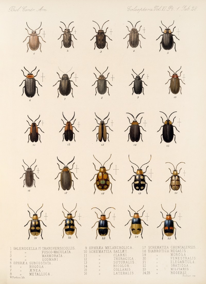 Frederick DuCane Godman - Insecta Coleoptera Pl 260
