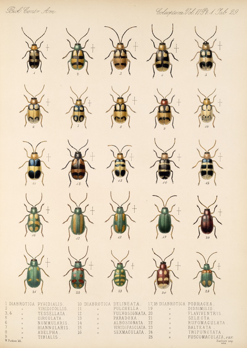 Frederick DuCane Godman - Insecta Coleoptera Pl 261