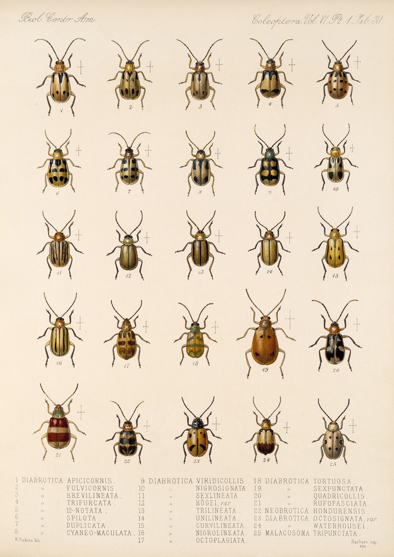 Frederick DuCane Godman - Insecta Coleoptera Pl 262