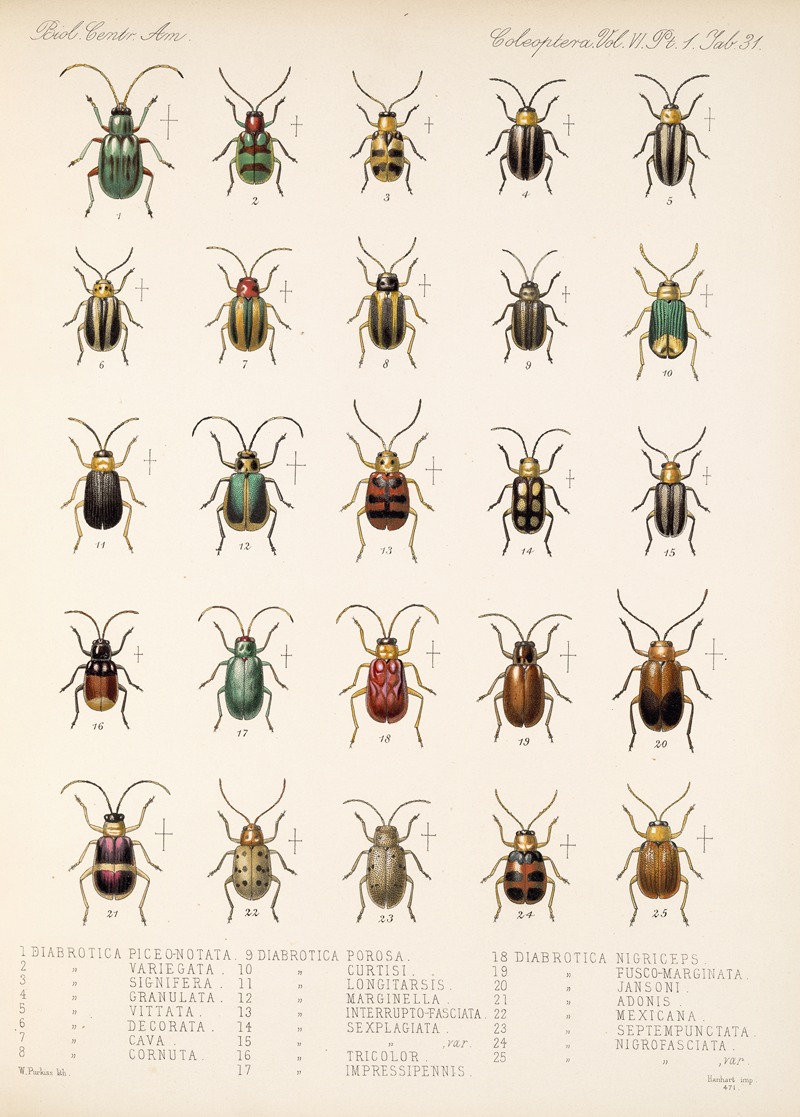 Frederick DuCane Godman - Insecta Coleoptera Pl 263