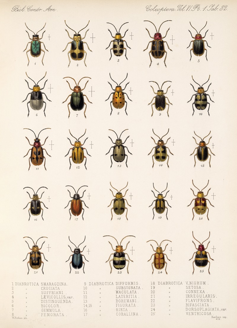 Frederick DuCane Godman - Insecta Coleoptera Pl 264
