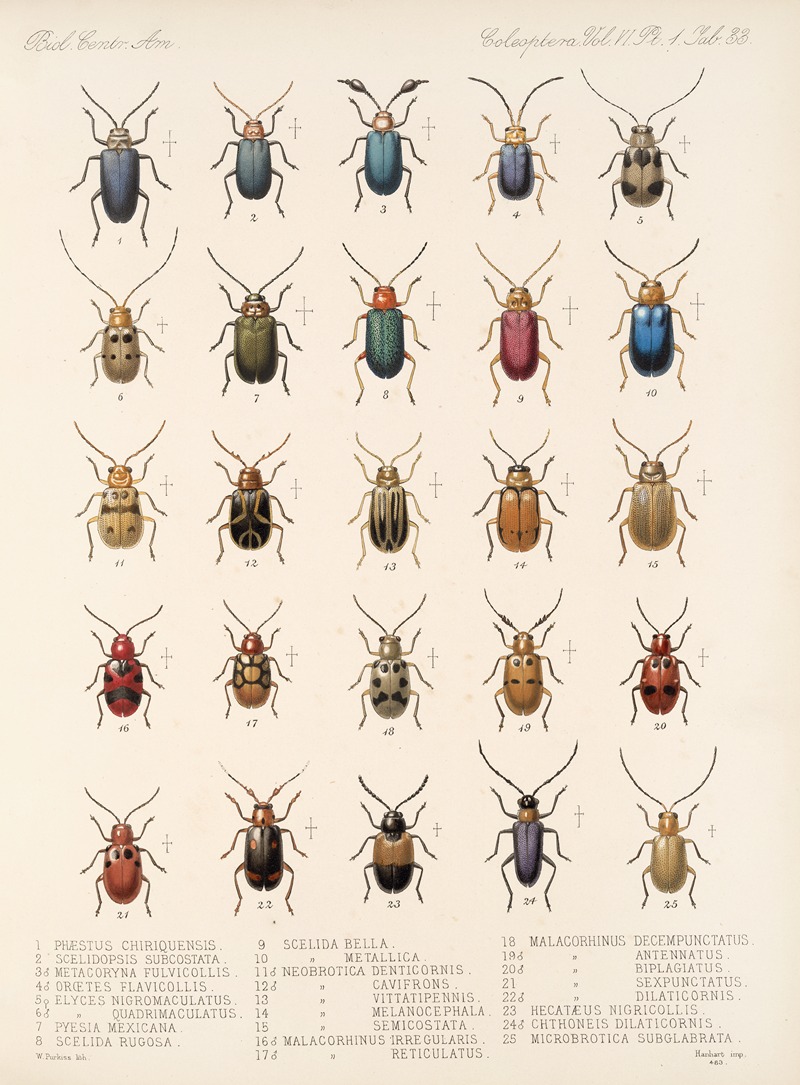 Frederick DuCane Godman - Insecta Coleoptera Pl 265