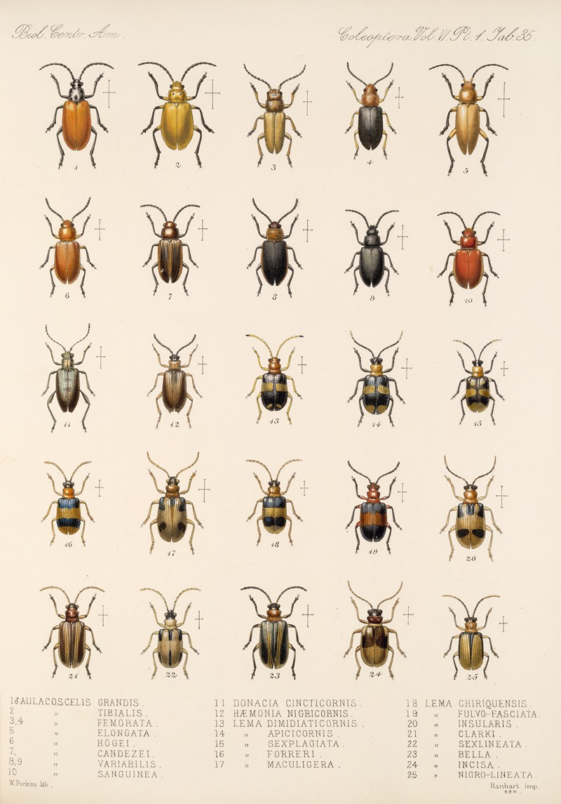 Frederick DuCane Godman - Insecta Coleoptera Pl 267
