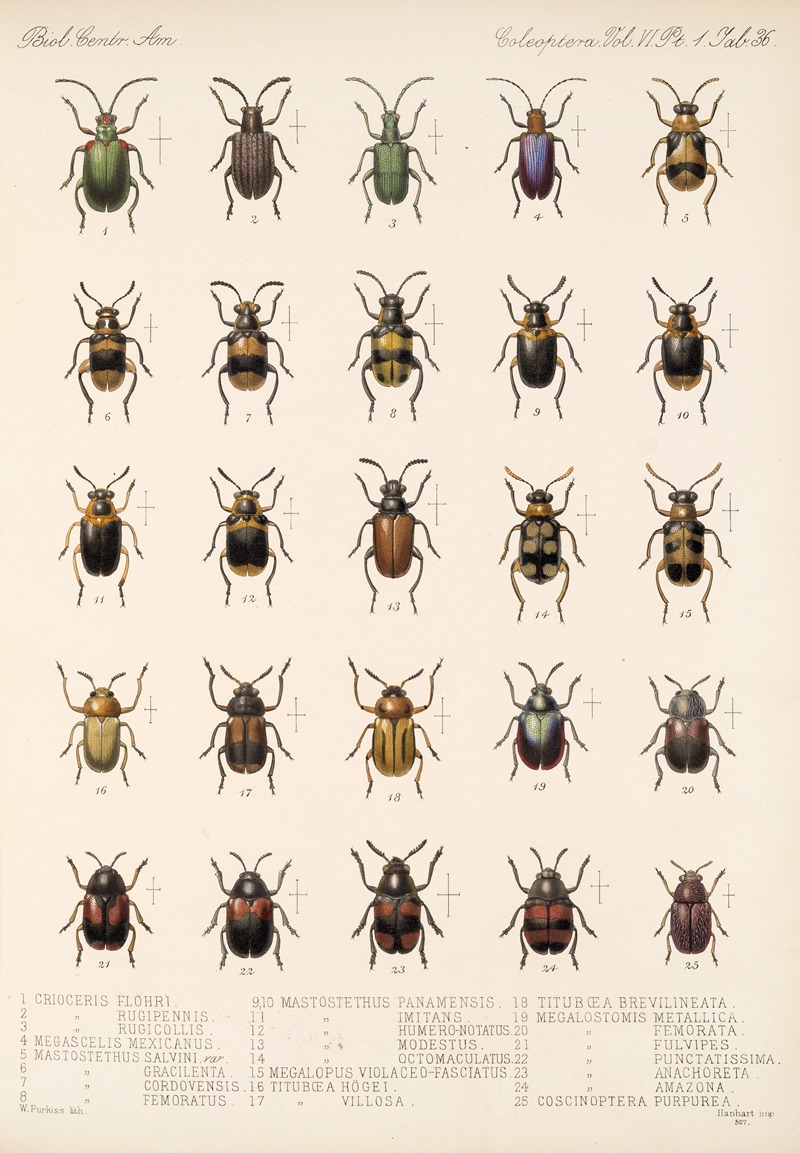 Frederick DuCane Godman - Insecta Coleoptera Pl 268