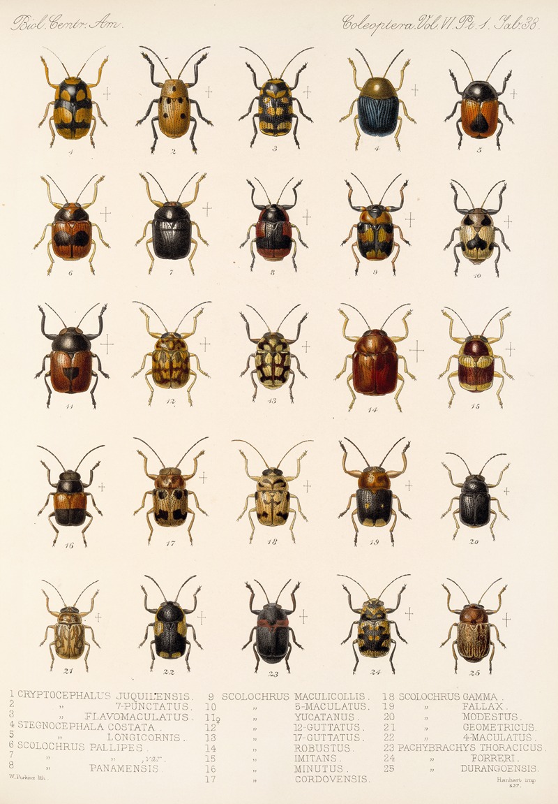 Frederick DuCane Godman - Insecta Coleoptera Pl 270