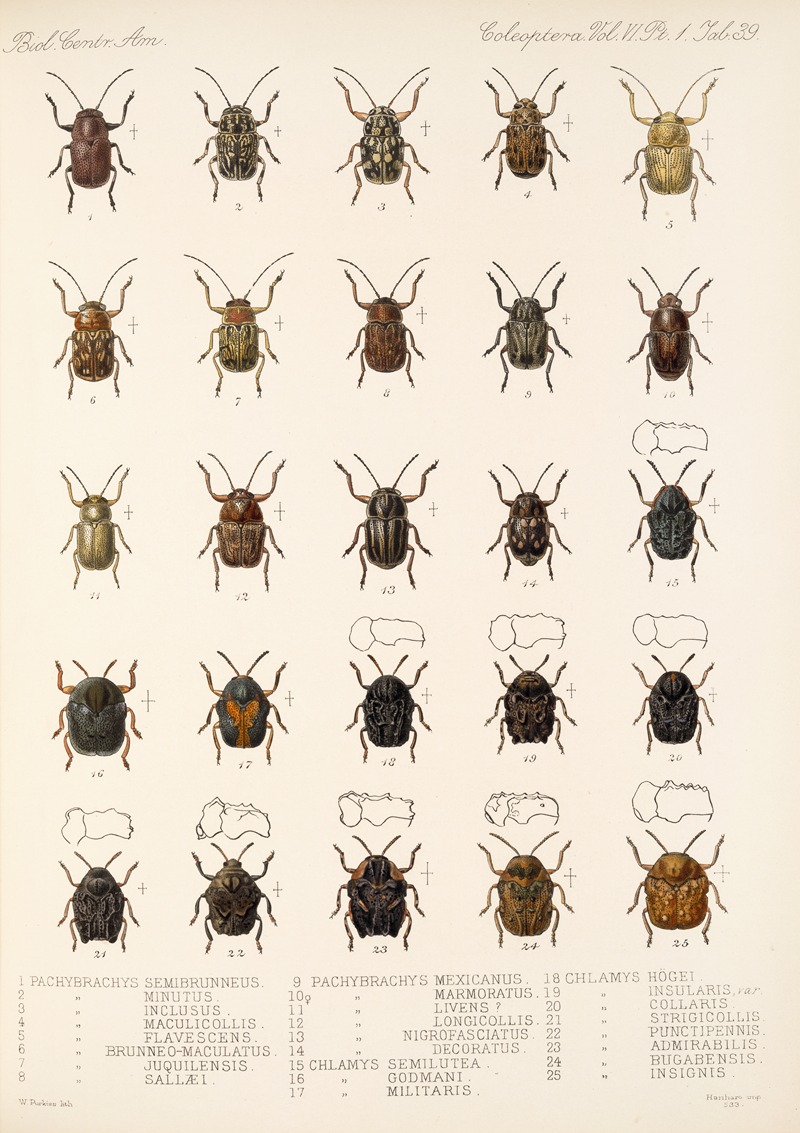 Frederick DuCane Godman - Insecta Coleoptera Pl 271
