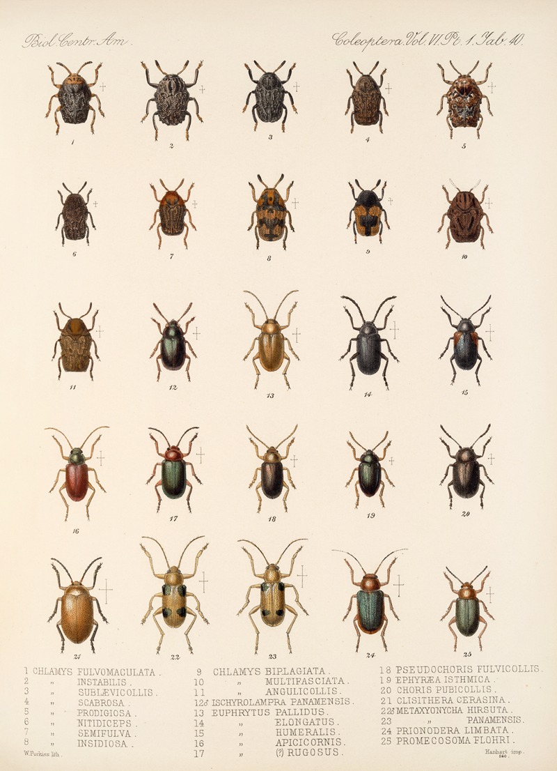 Frederick DuCane Godman - Insecta Coleoptera Pl 272
