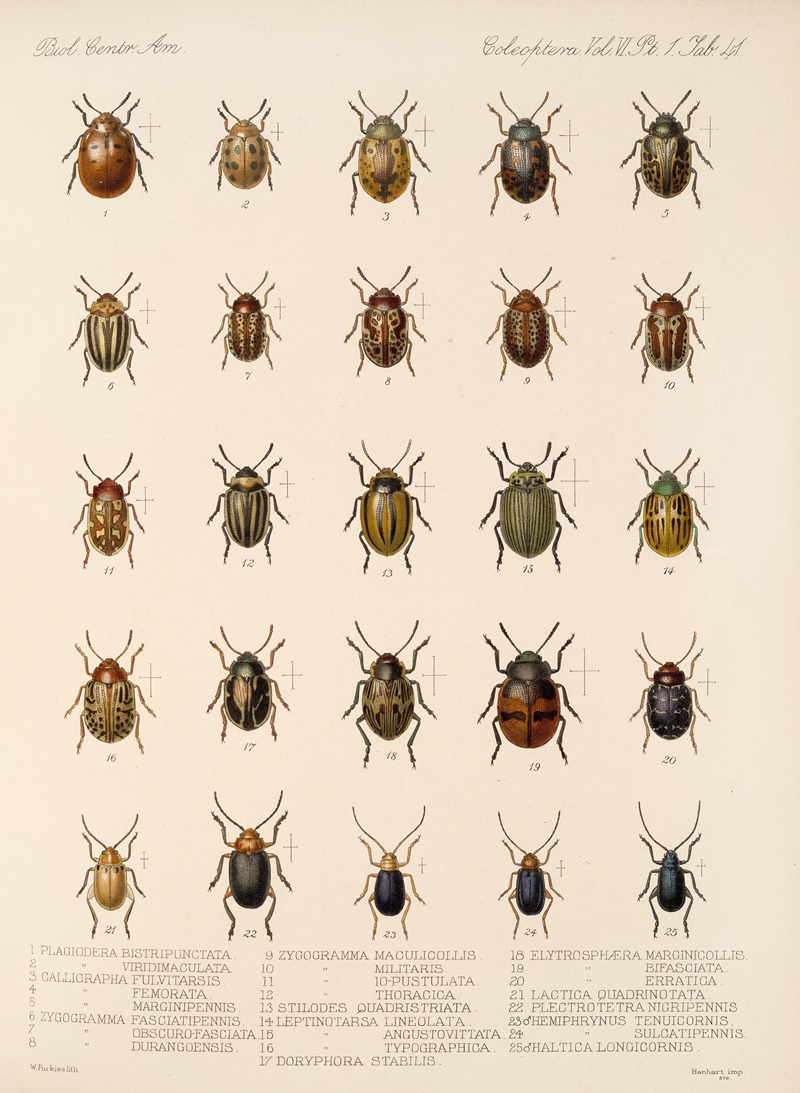 Frederick DuCane Godman - Insecta Coleoptera Pl 273