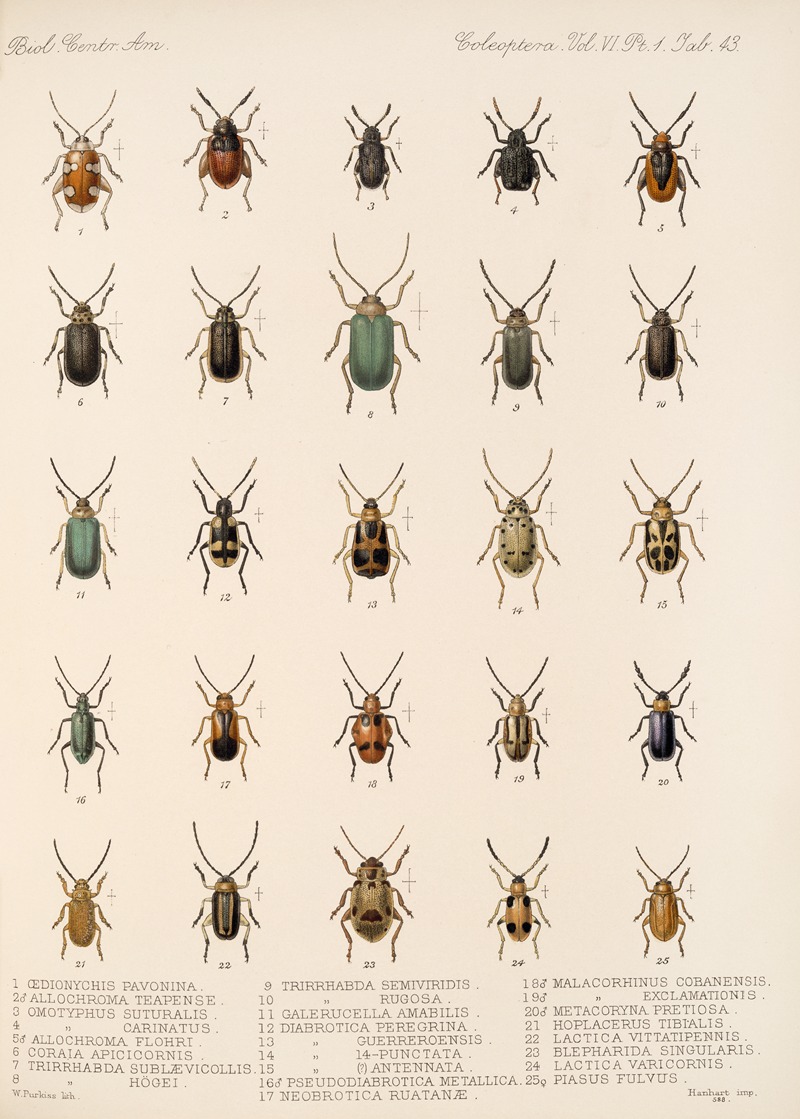 Frederick DuCane Godman - Insecta Coleoptera Pl 275