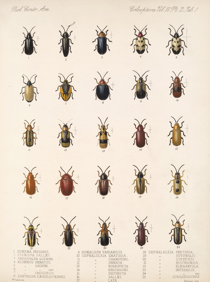 Frederick DuCane Godman - Insecta Coleoptera Pl 276