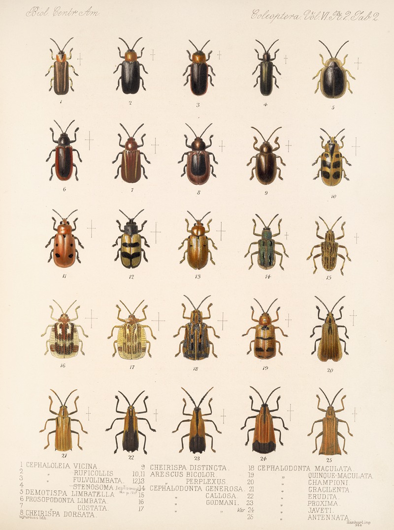 Frederick DuCane Godman - Insecta Coleoptera Pl 277