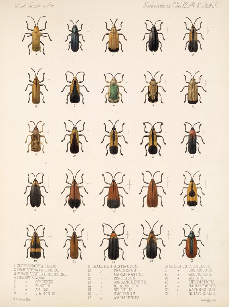 Frederick DuCane Godman - Insecta Coleoptera Pl 278