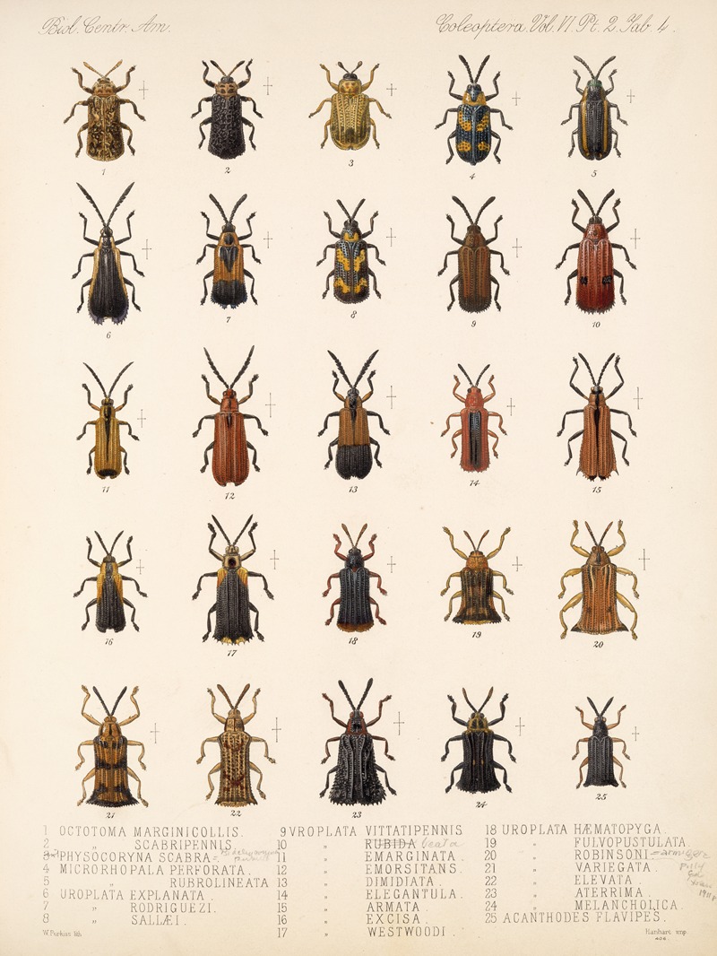 Frederick DuCane Godman - Insecta Coleoptera Pl 279