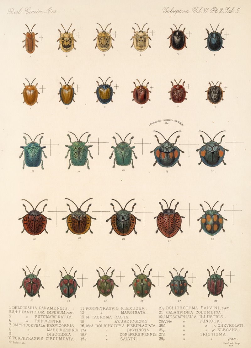Frederick DuCane Godman - Insecta Coleoptera Pl 280