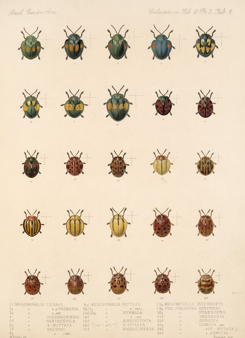 Frederick DuCane Godman - Insecta Coleoptera Pl 281