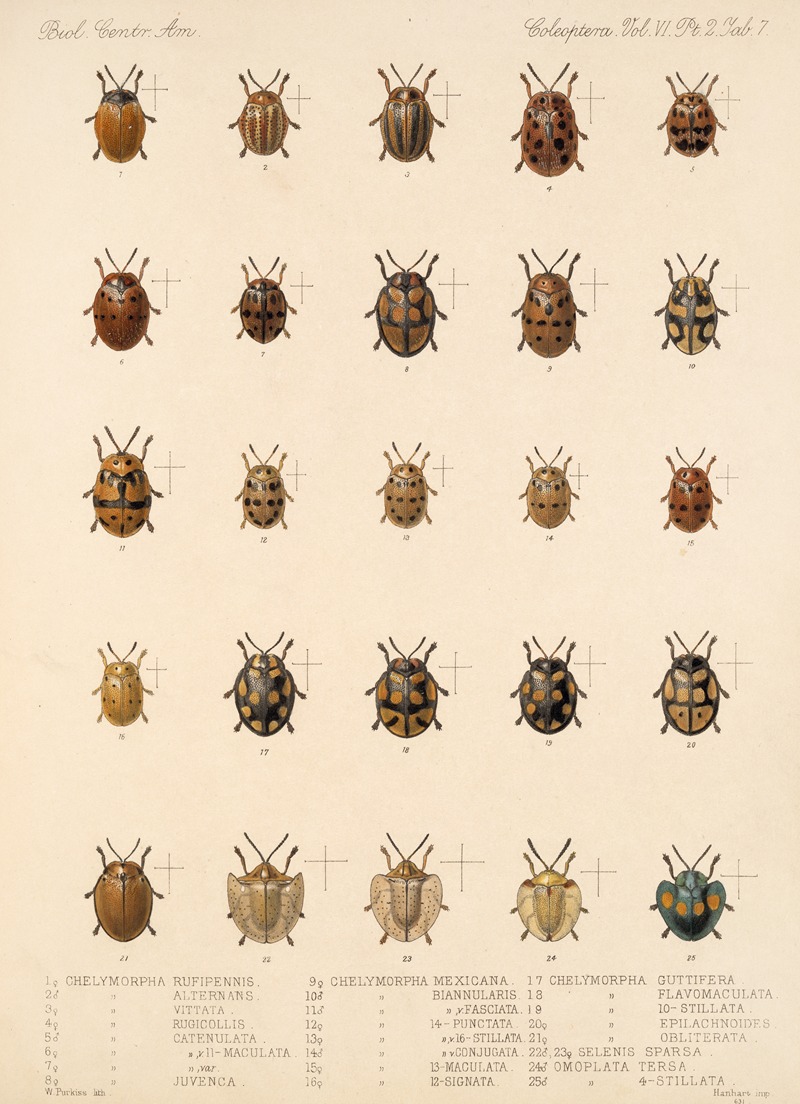 Frederick DuCane Godman - Insecta Coleoptera Pl 282