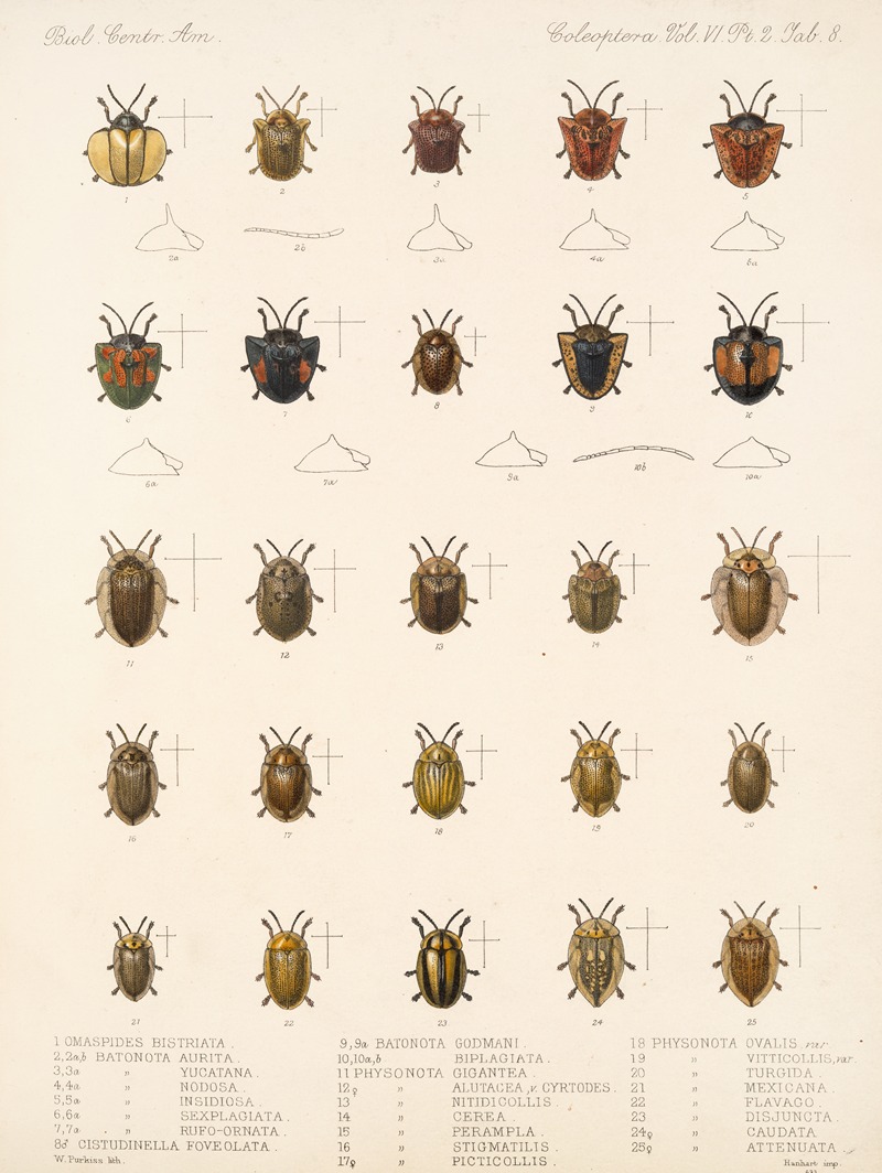 Frederick DuCane Godman - Insecta Coleoptera Pl 283