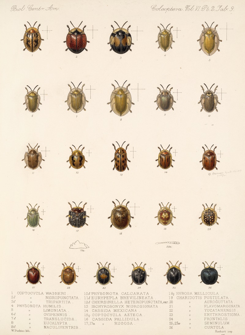 Frederick DuCane Godman - Insecta Coleoptera Pl 284