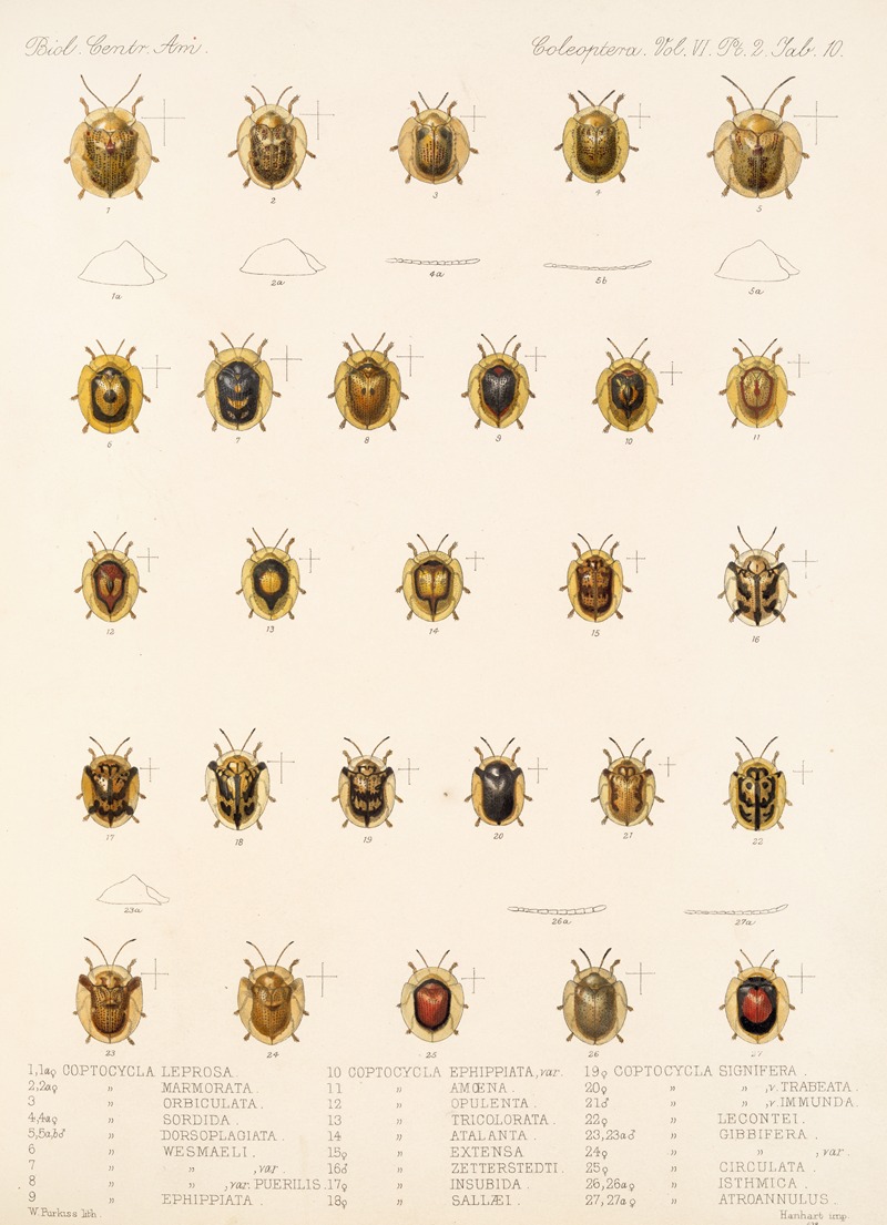 Frederick DuCane Godman - Insecta Coleoptera Pl 285