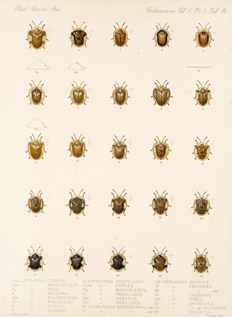 Frederick DuCane Godman - Insecta Coleoptera Pl 287
