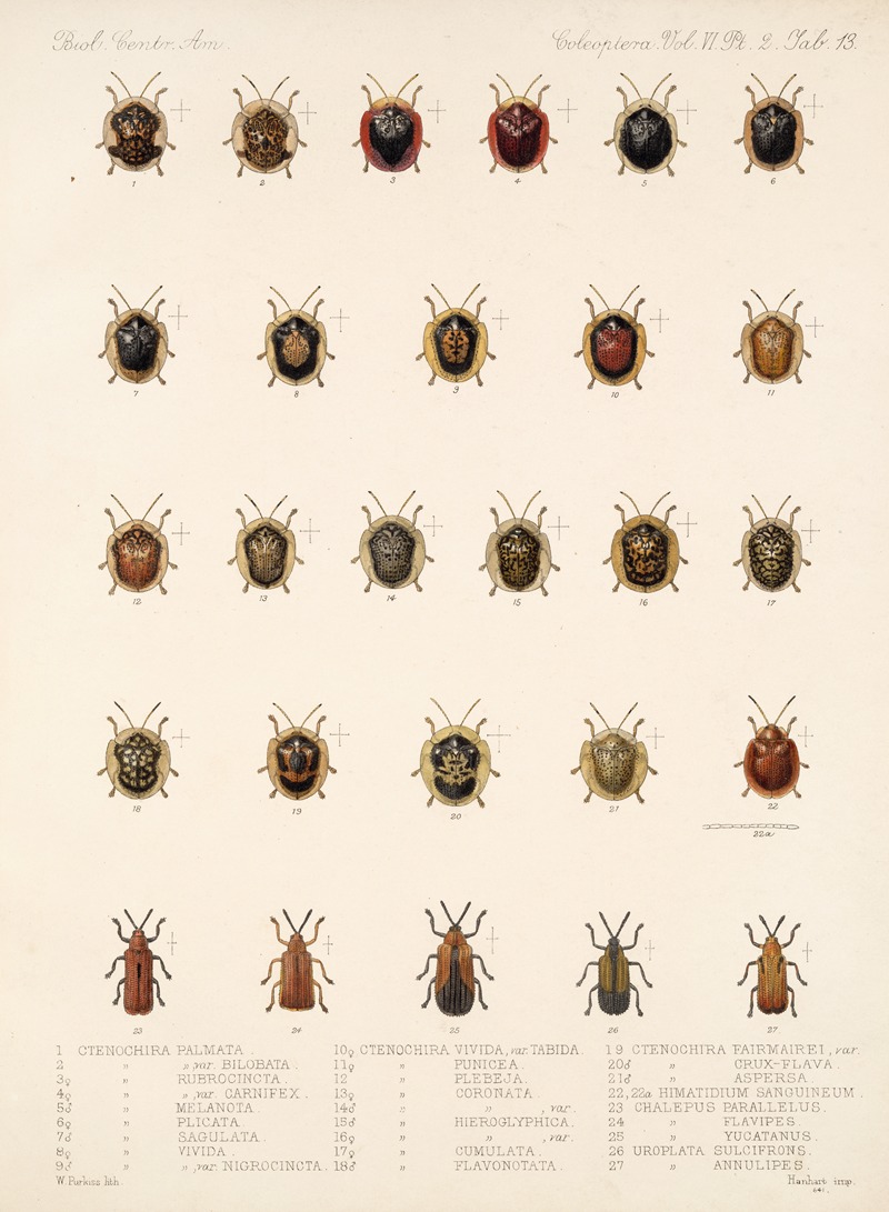 Frederick DuCane Godman - Insecta Coleoptera Pl 288