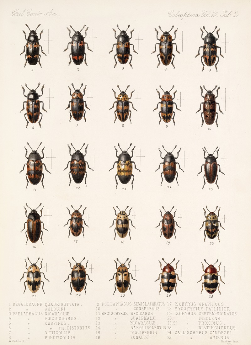 Frederick DuCane Godman - Insecta Coleoptera Pl 290