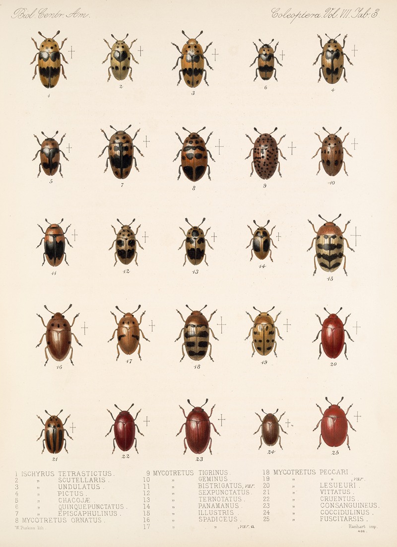 Frederick DuCane Godman - Insecta Coleoptera Pl 291