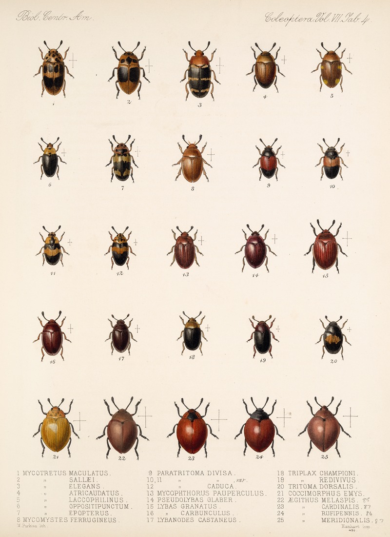 Frederick DuCane Godman - Insecta Coleoptera Pl 292