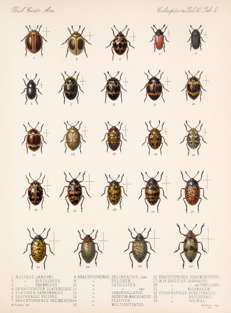 Frederick DuCane Godman - Insecta Coleoptera Pl 293