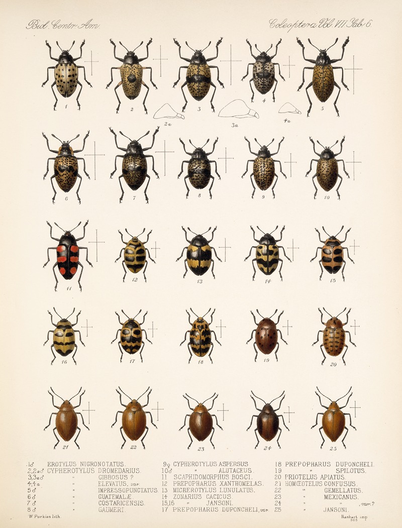 Frederick DuCane Godman - Insecta Coleoptera Pl 294