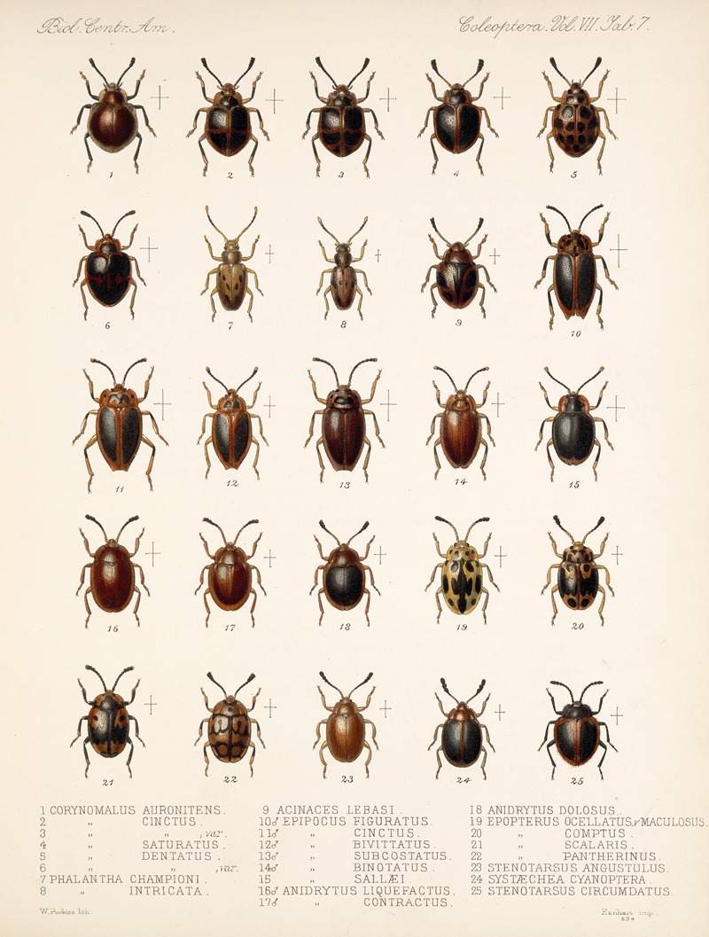 Frederick DuCane Godman - Insecta Coleoptera Pl 295