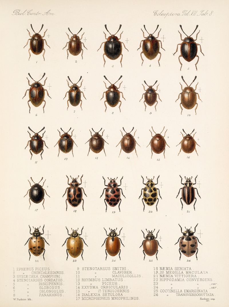 Frederick DuCane Godman - Insecta Coleoptera Pl 296