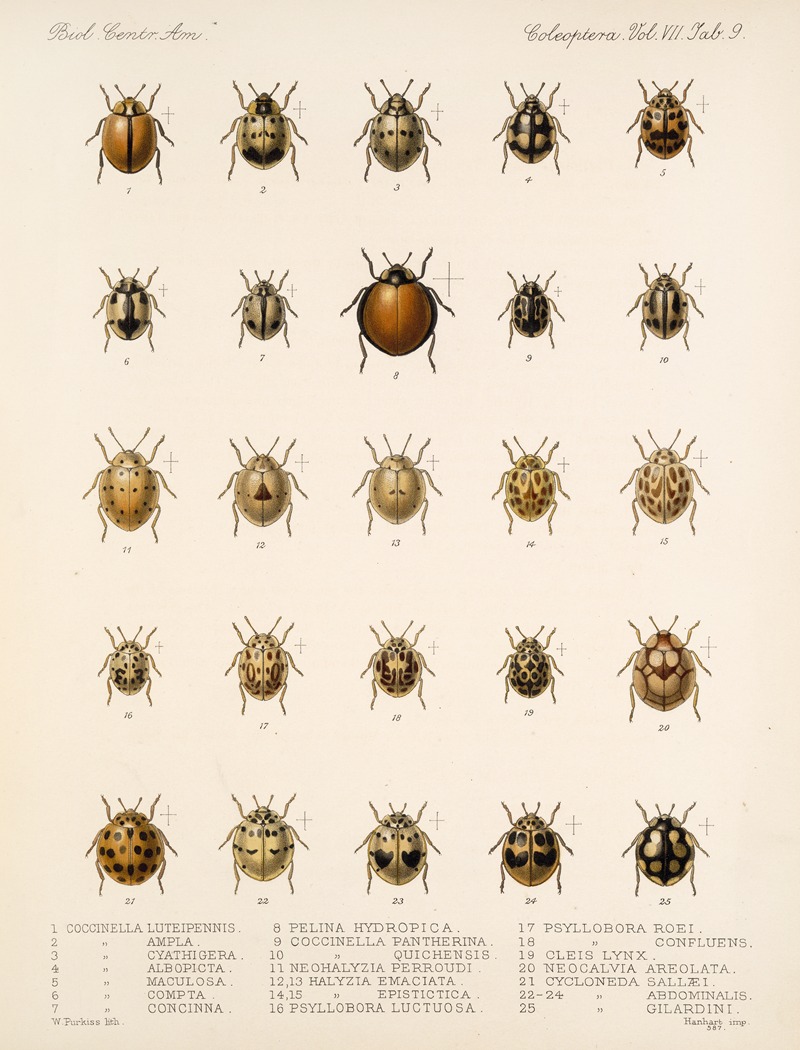 Frederick DuCane Godman - Insecta Coleoptera Pl 297