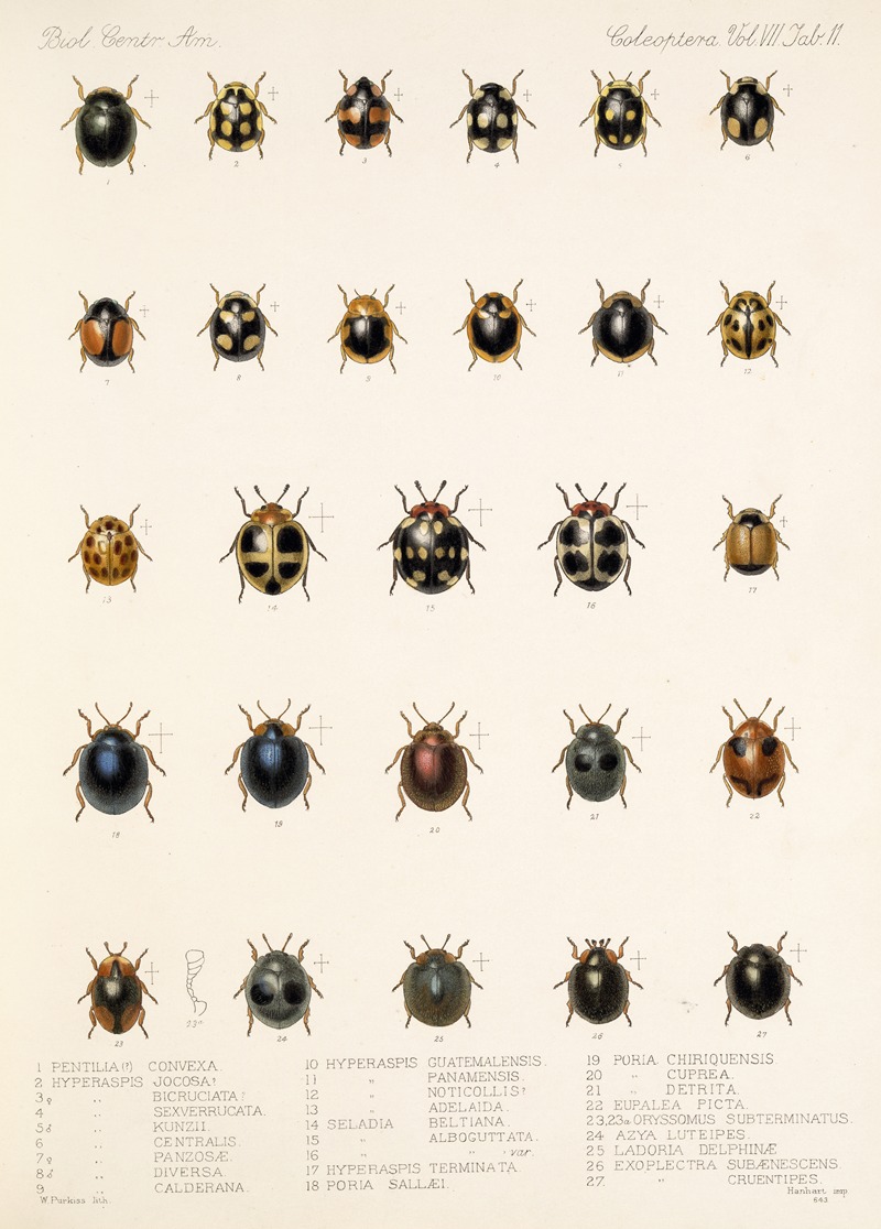 Frederick DuCane Godman - Insecta Coleoptera Pl 299