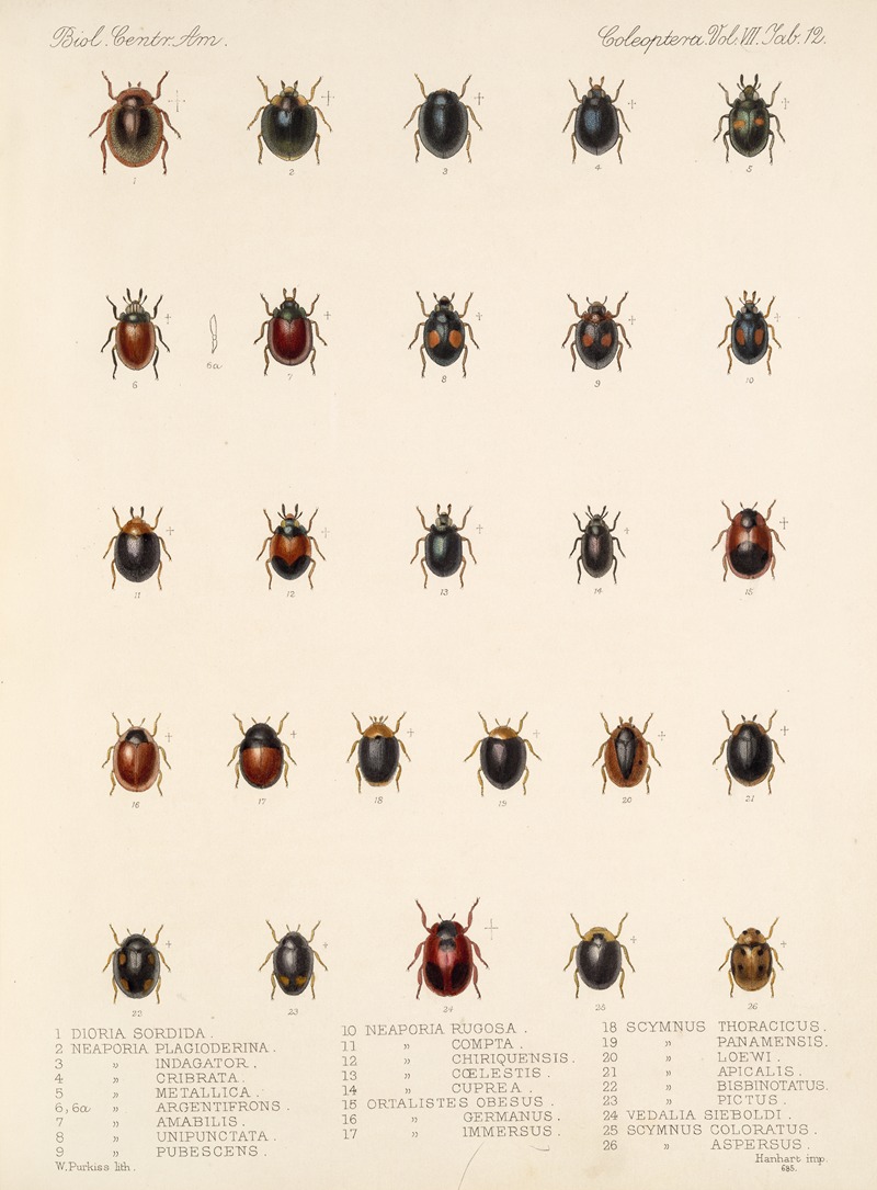 Frederick DuCane Godman - Insecta Coleoptera Pl 300