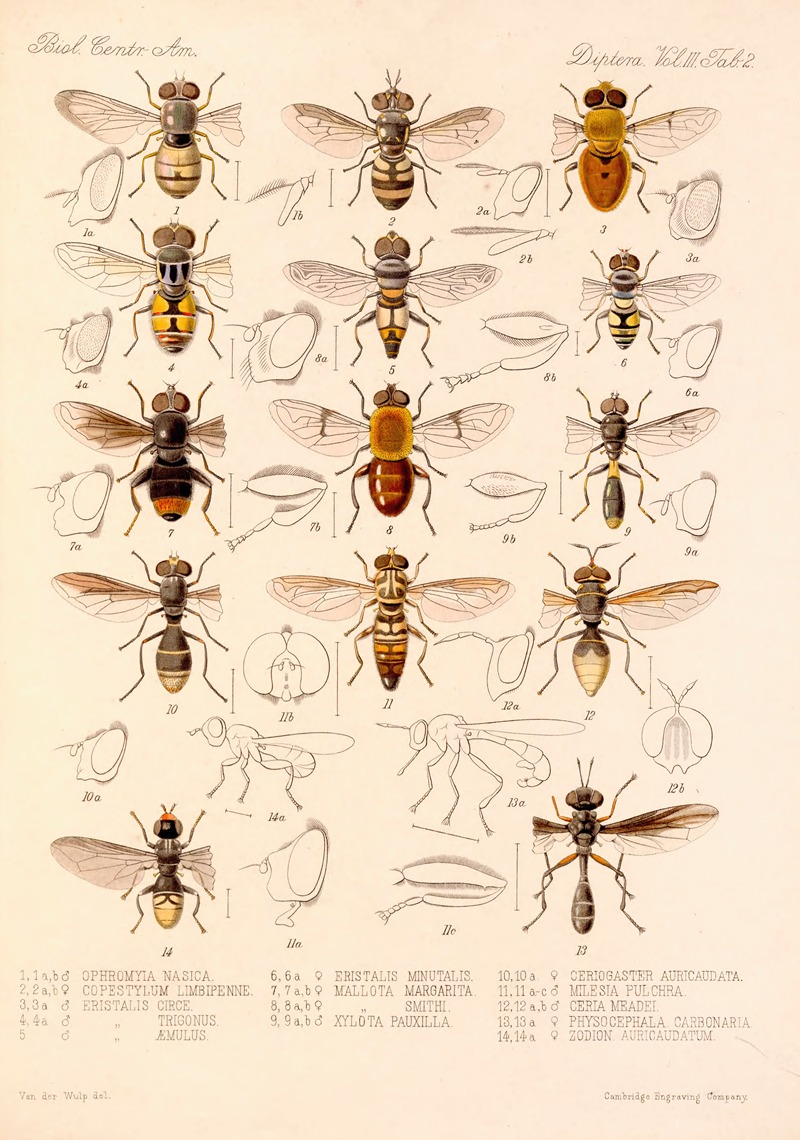 Frederick DuCane Godman - Insecta Diptera Pl 02
