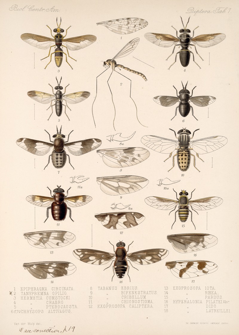 Frederick DuCane Godman - Insecta Diptera Pl 03
