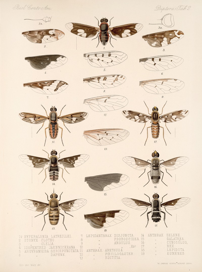 Frederick DuCane Godman - Insecta Diptera Pl 04