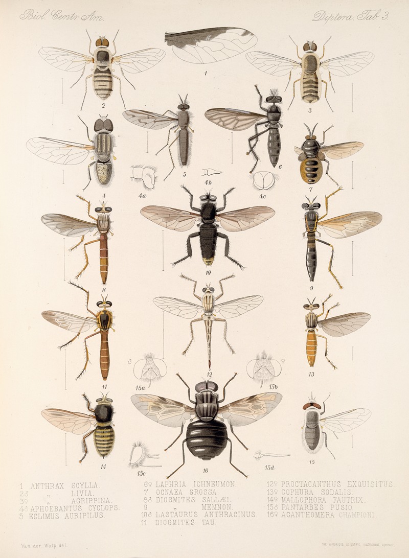 Frederick DuCane Godman - Insecta Diptera Pl 05
