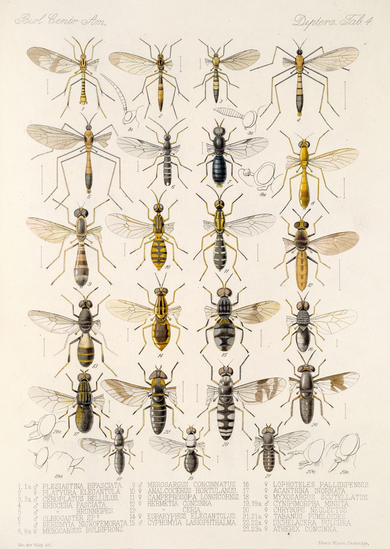 Frederick DuCane Godman - Insecta Diptera Pl 06