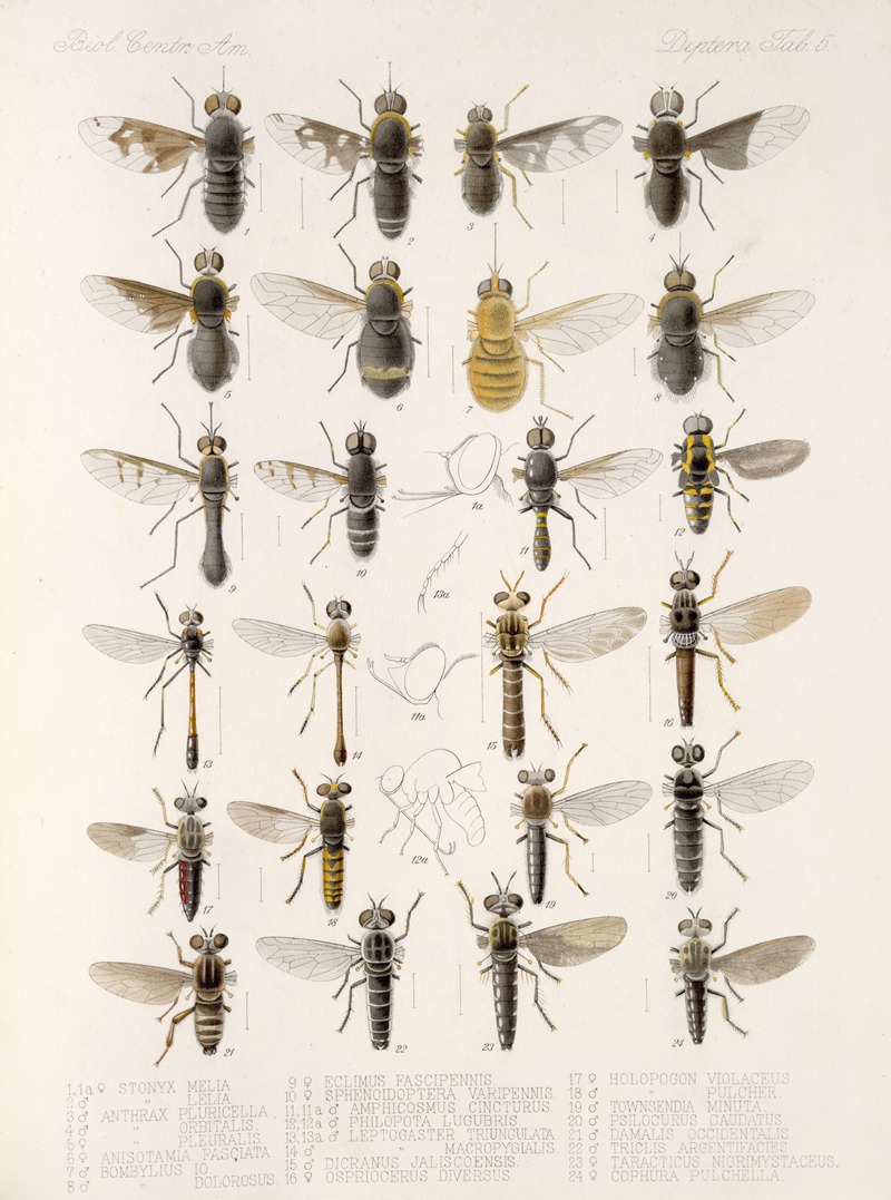 Frederick DuCane Godman - Insecta Diptera Pl 07