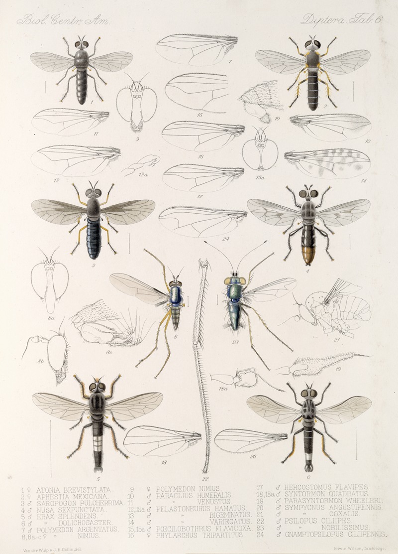 Frederick DuCane Godman - Insecta Diptera Pl 08