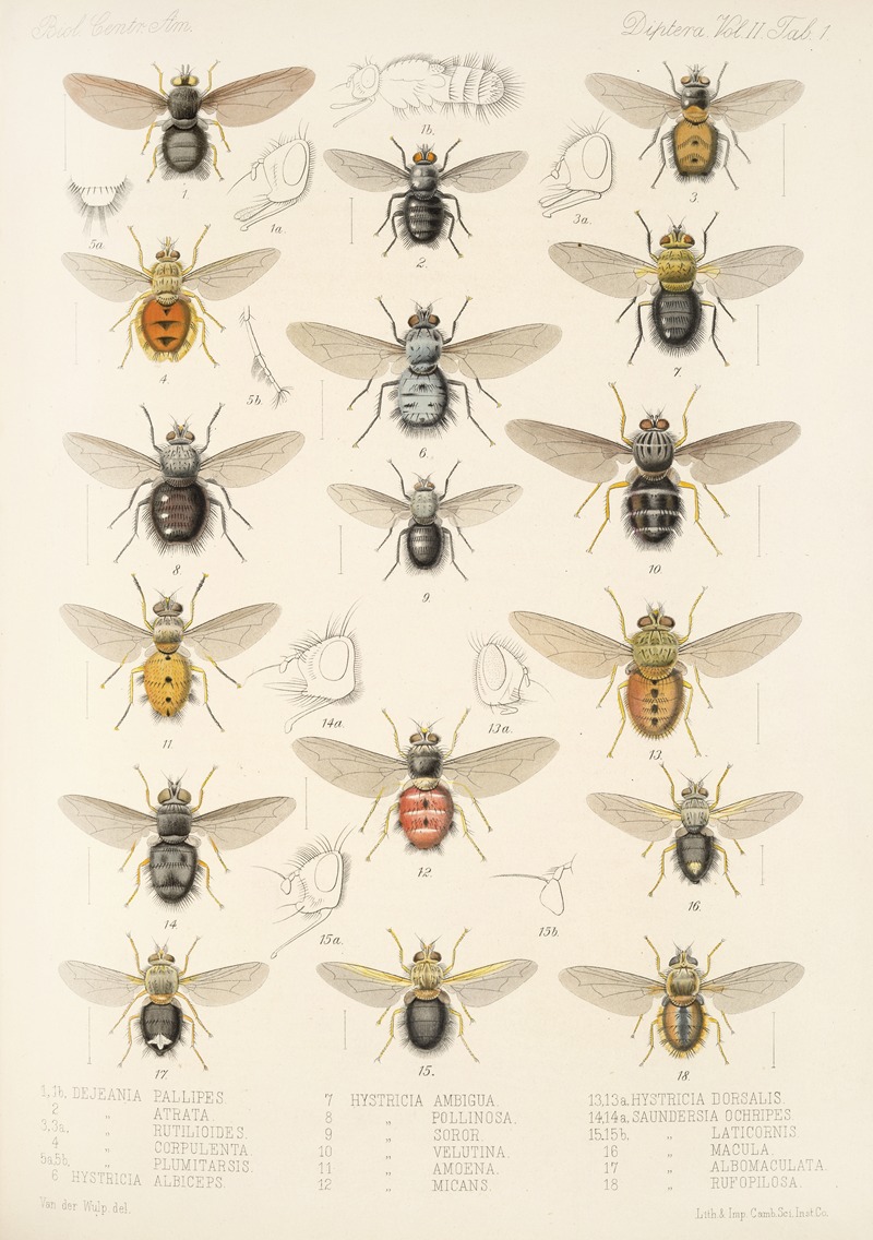 Frederick DuCane Godman - Insecta Diptera Pl 09