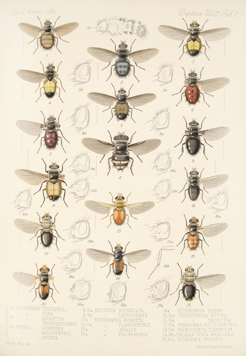 Frederick DuCane Godman - Insecta Diptera Pl 10
