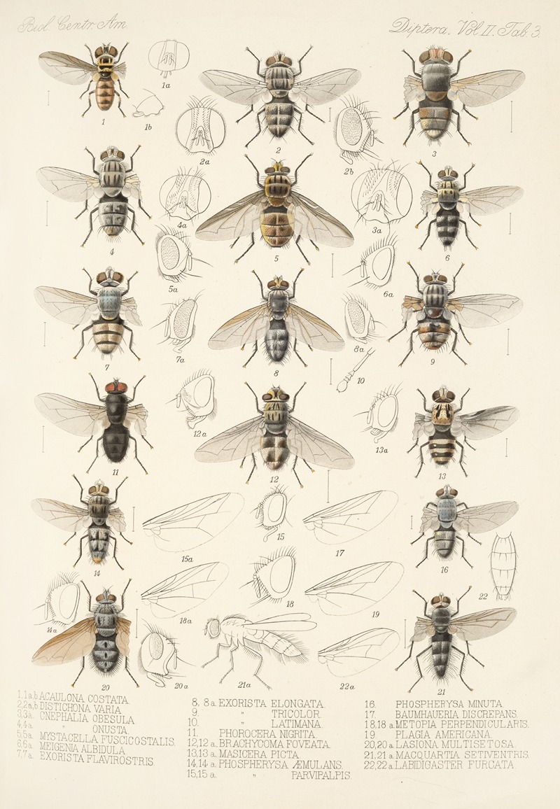 Frederick DuCane Godman - Insecta Diptera Pl 11