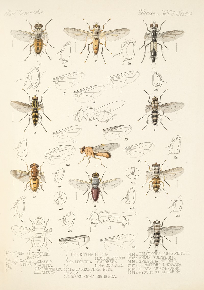 Frederick DuCane Godman - Insecta Diptera Pl 12