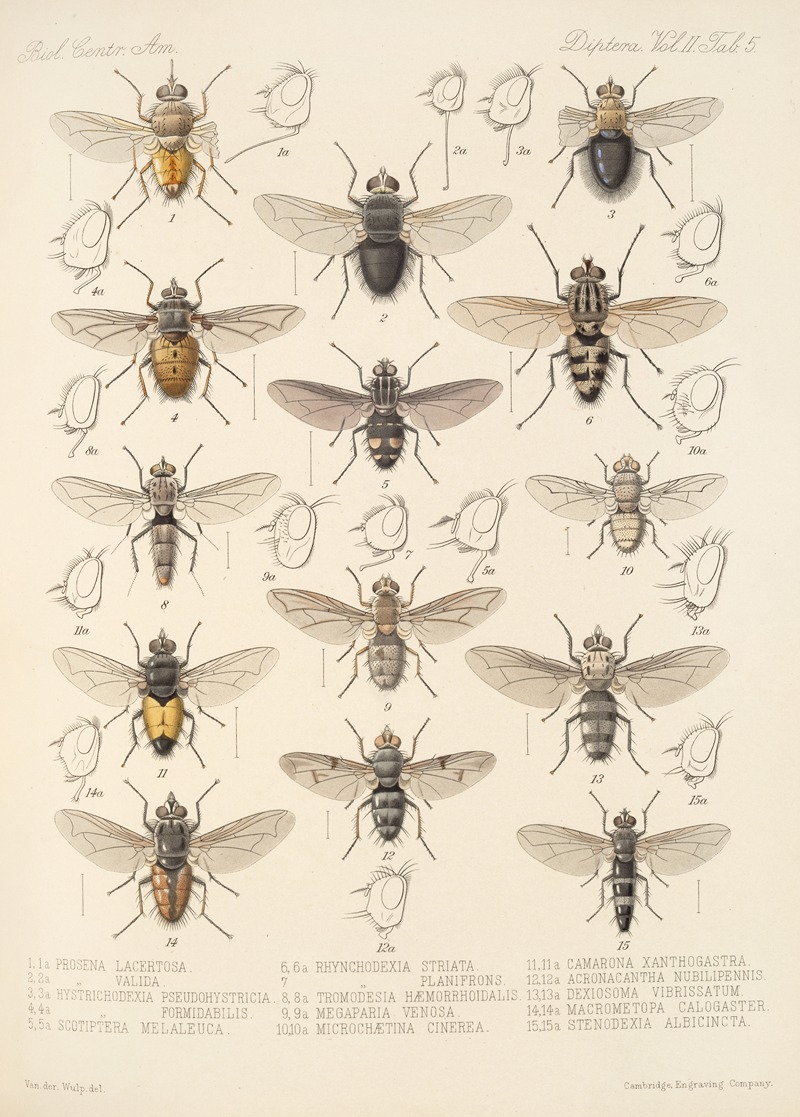 Frederick DuCane Godman - Insecta Diptera Pl 13