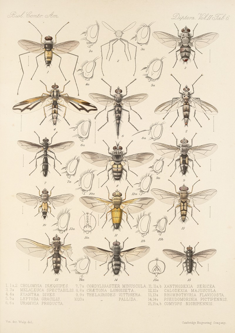 Frederick DuCane Godman - Insecta Diptera Pl 14